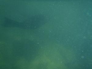 A seal swimming