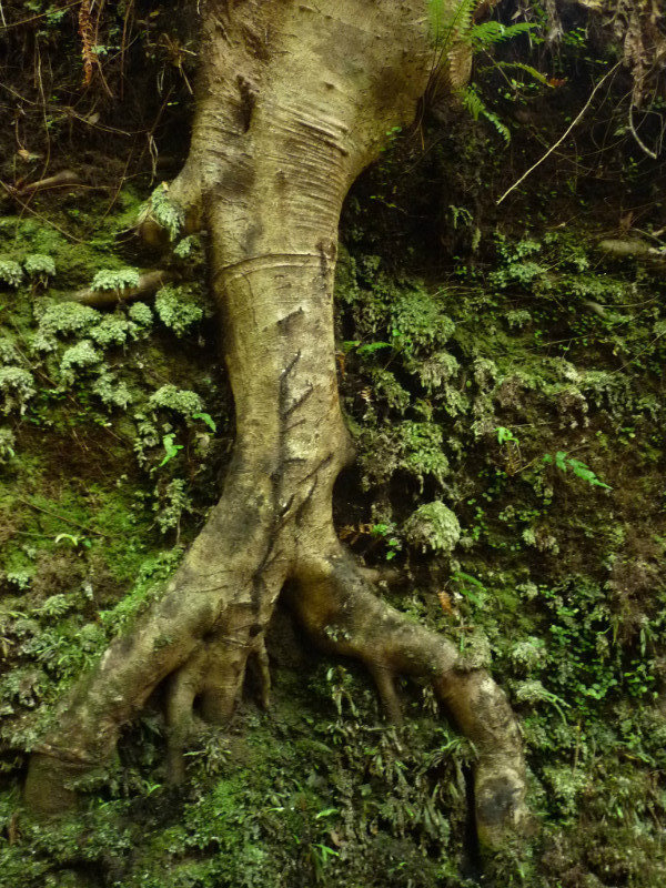 A tree root