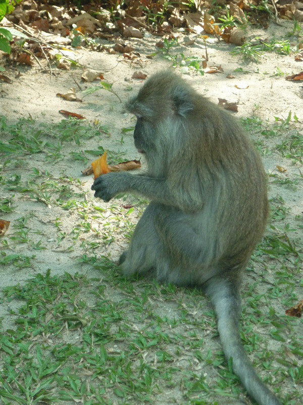Monkey's in Penang National Park