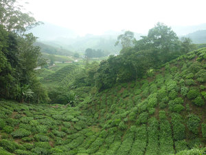 Boh Tea Plantation