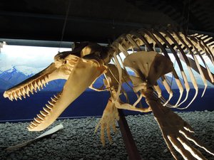 Muzeum velryb