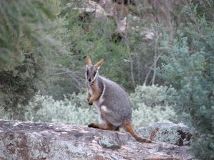 Yello-footed rock wallaby