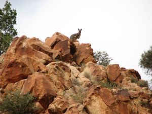 Yello footed rock wallaby