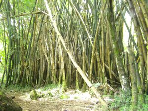 Bamboo fields