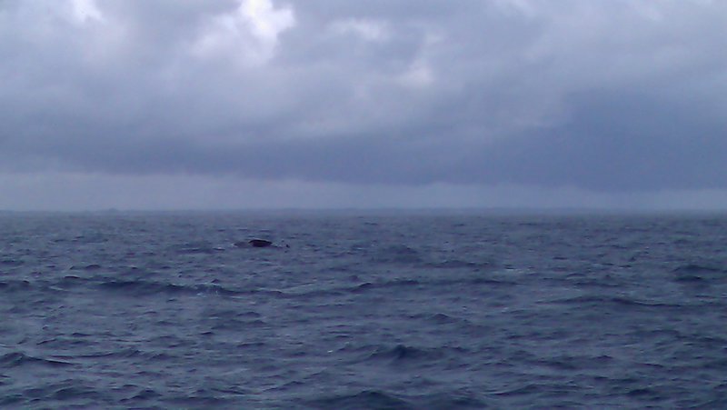 Best Photo I got of a whale