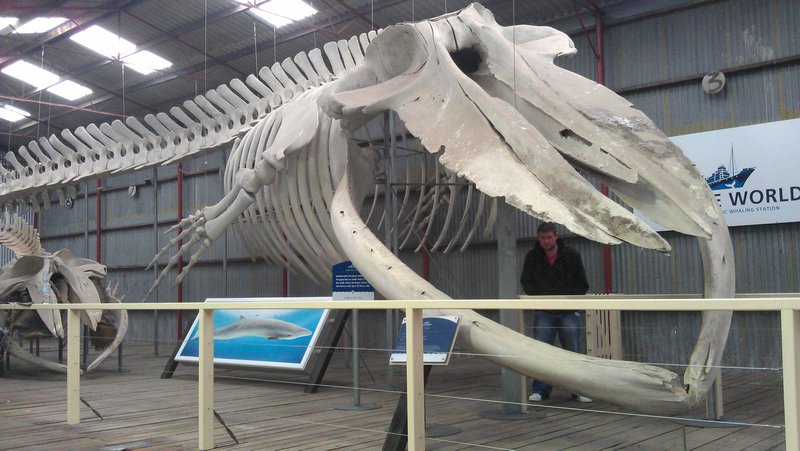 Blue Whale Skeliton