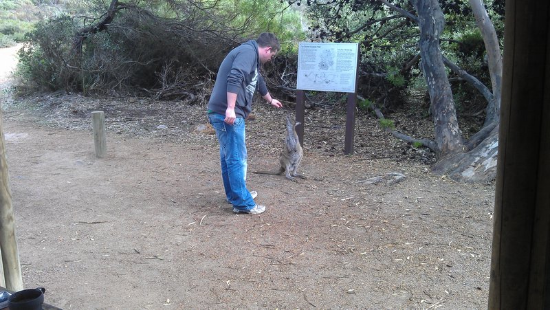 Me Patting a Wild Kangaroo