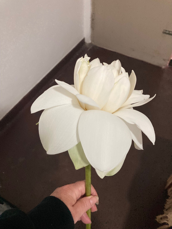 The white lotus flower