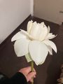 The white lotus flower