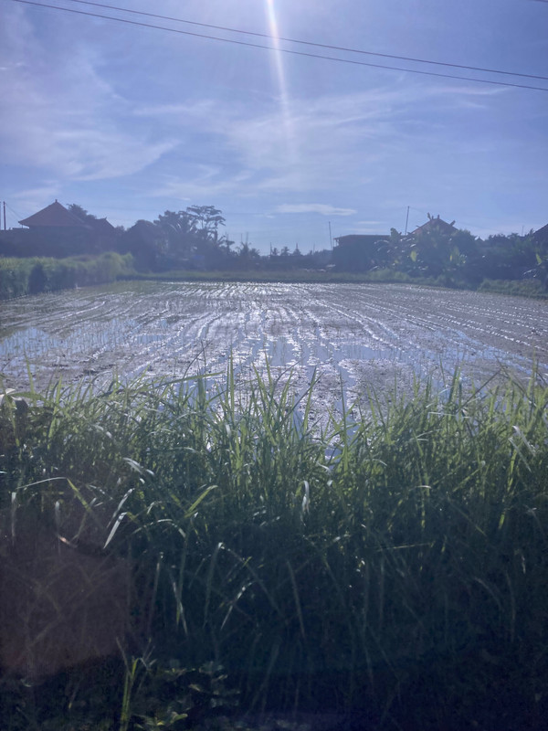 Paddy field in the Ubud countryside 