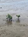 Trees growing in the mud