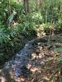 Cairns Botanical Gardens 