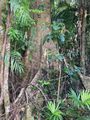 Walking through the rain forest 