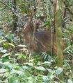 Rare sighting of a wild juvenile cassowary 
