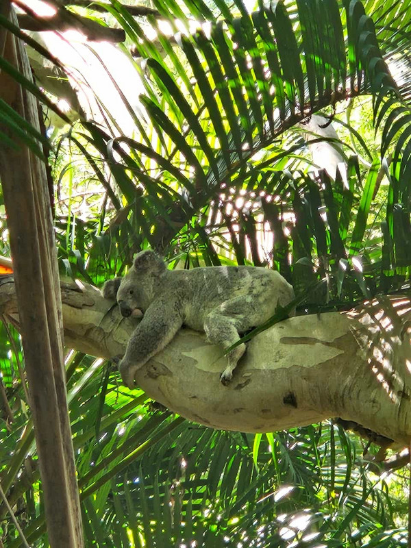 A wild koala, not far from our cabins! 