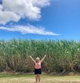 How tall is that sugar cane!