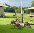 So many kangaroos