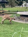 More kangaroos 