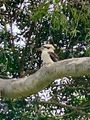 First kookaburra sighting