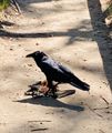 Huge crow dining on bat!