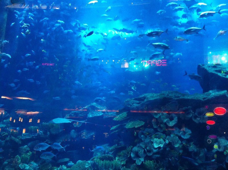 The Dubai mall aquarium 