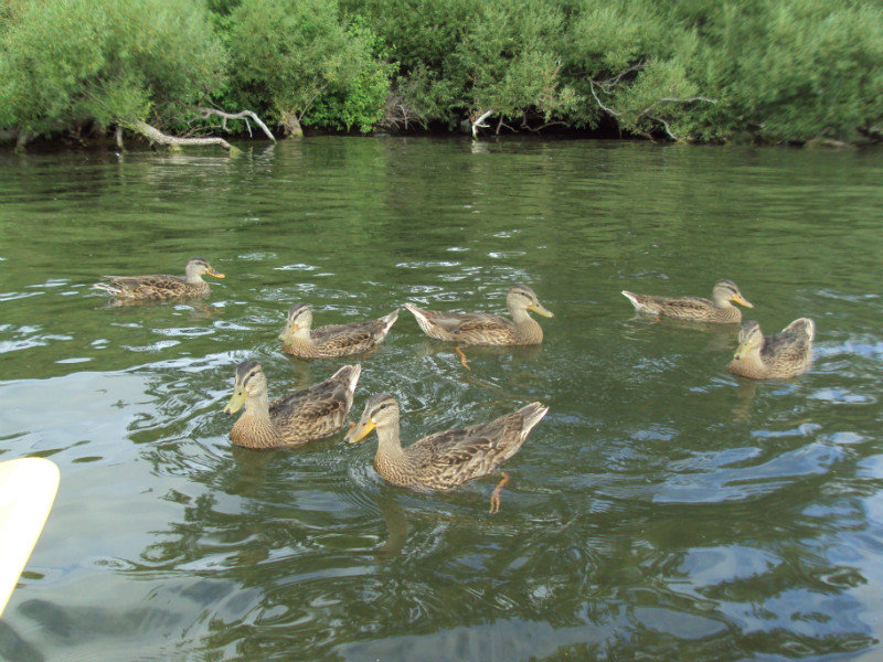 Ducks on the Big Lacs