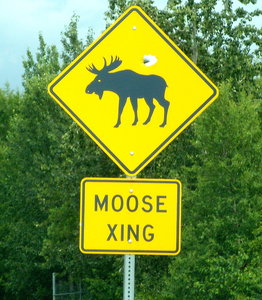 Deer Crossing??
