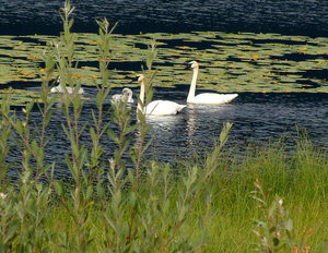 This family of Swans was in side road pond