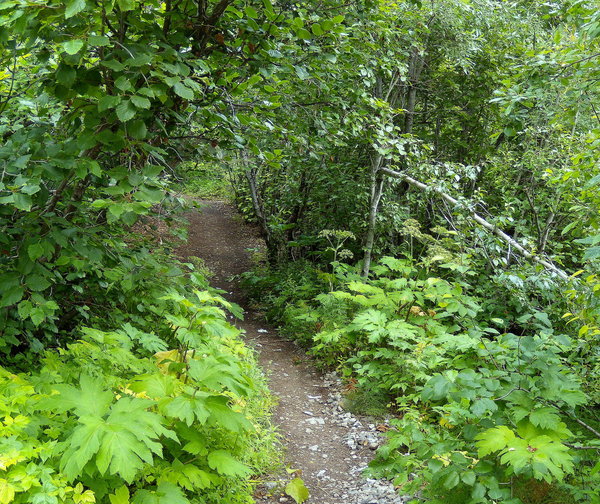 Trail to the Falls