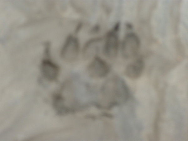Bear prints in the clayed sand