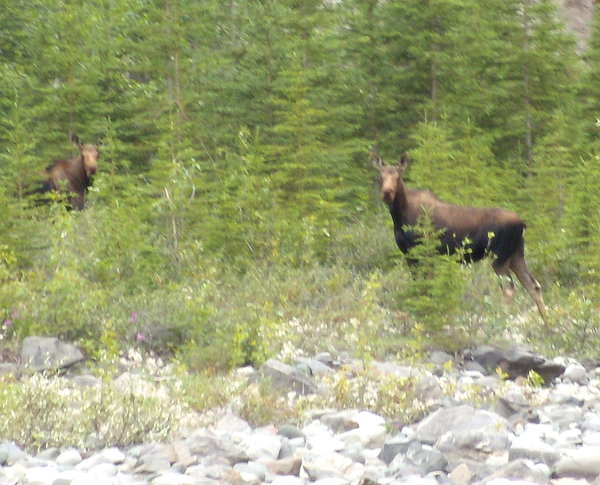 Moose spotted