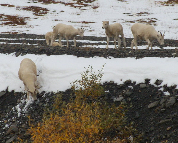 Eye level with Dall Sheep