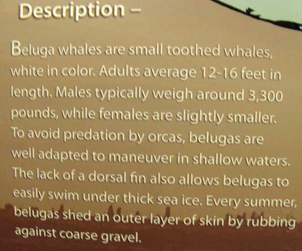 Beluga Whale info