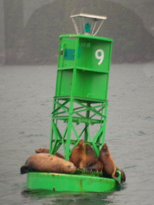 How many Sea Lions can fit on a buoy?