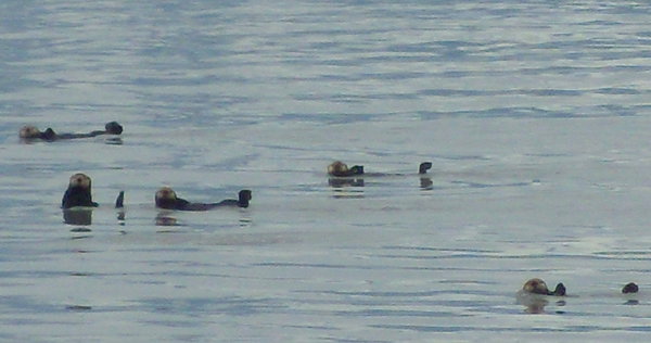 Curious Sea Otters