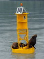 Where there is a buoy, there are Sea Lions! 