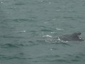 Playful Humpback Whale