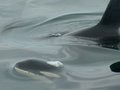 Look very closely - in front of the larger Mom is a Baby Orca