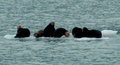 More Sea Otters - always amusing