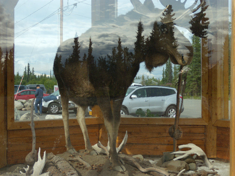 Moose display at Visitor Center