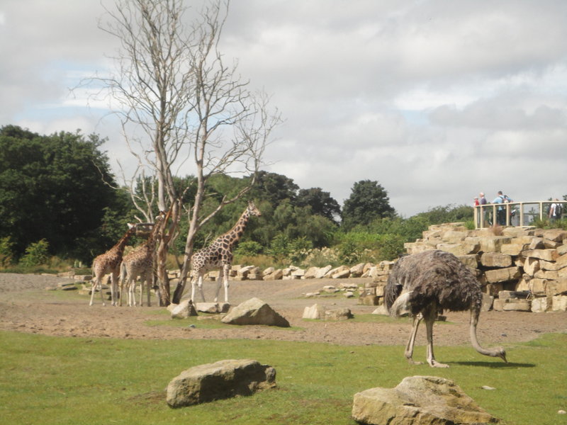 Savanah Dublin Zoo