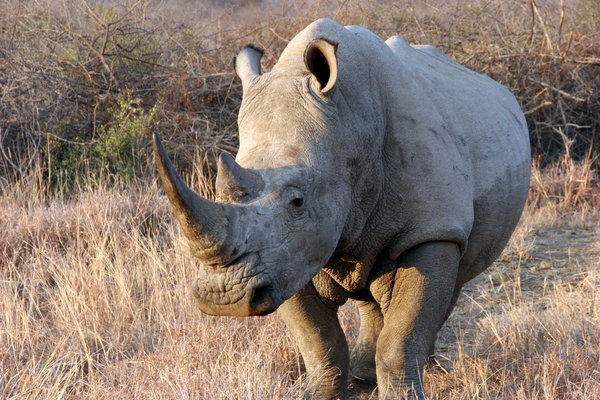 Same rhino