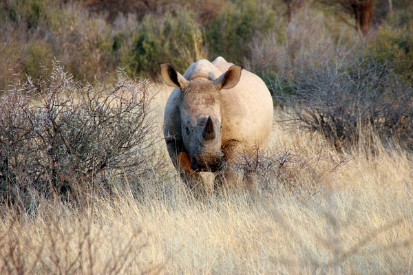 Different rhino