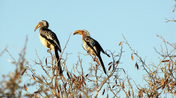 A pair of hornbills perching