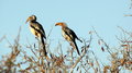 A pair of hornbills perching