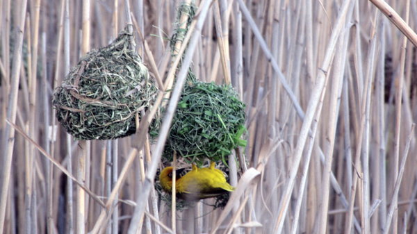 Masked weaver in Oudtshoorn
