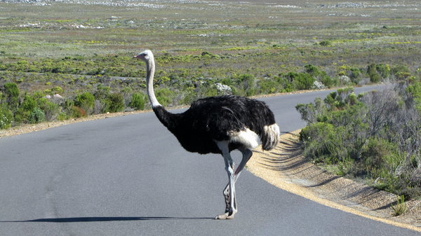 Ostrich in Cape of Good Hope