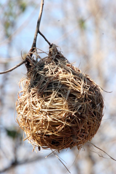 Weaver's nest, Madikwe
