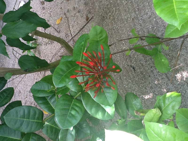 Red flower 1 