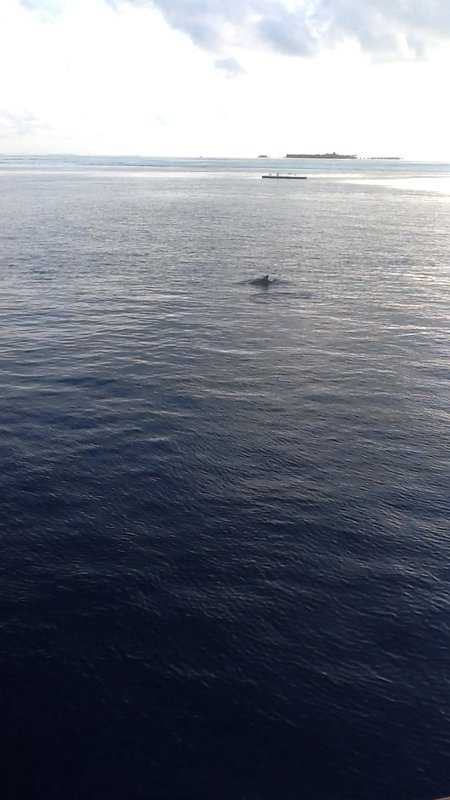 Dolphins in the atoll waters 1